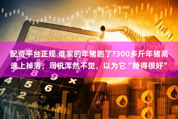 配资平台正规 谁家的年猪跑了?300多斤年猪高速上掉落，司机浑然不觉，以为它“睡得很好”